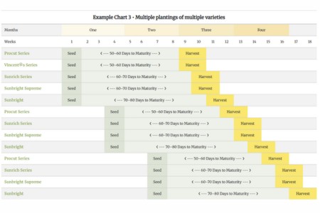 Sunflower Planting-Harvesting Programs