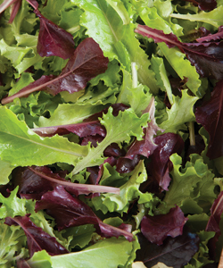 Five Star Lettuce Mix