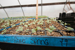 Cauliflower Starts for Transplants