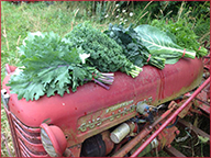 Selwood Greens harvest