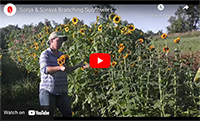 Sonja & Soraya Branching Sunflowers Sonja & Soraya Sunflowers
