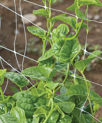 Malabar spinach, a heat-loving Asian vine, growing up vertical trellis; grown as annual, or in warm climates, as a perennial.
