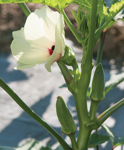 Okra plant being grown on mulch to enhance soil temperature, showing blossom as well as developing pods.