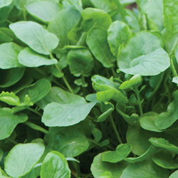 Upland Cress Greens Seed