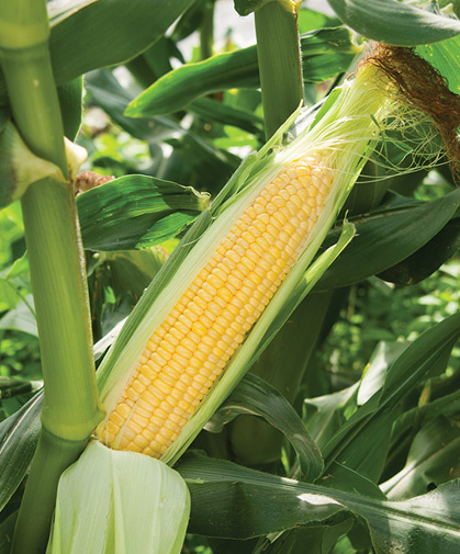 An ear of super sweet corn still on the stalk, perfectly filled out and partially shucked.