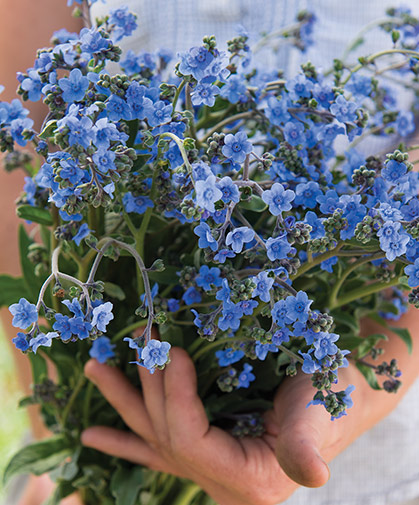 Cynoglossum flowers, which will blossom continually for approximately 6 weeks if regularly cut.