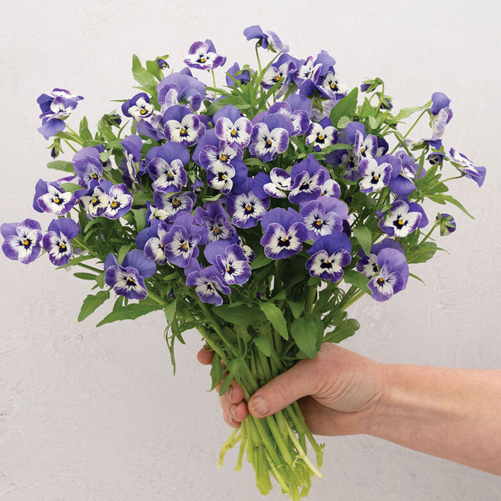 Sorbet&reg; XP Delft Blue