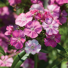How to Grow Dianthus (Sweet William & Carnations)