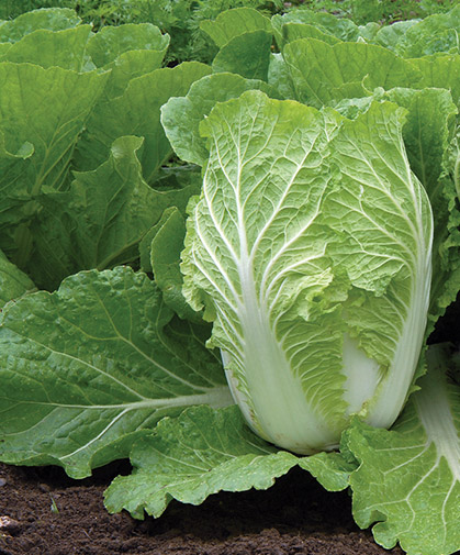 Head of Chinese cabbage in the field, ready for harvesting.