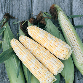 How to Grow Old-Fashioned Sweet Corn