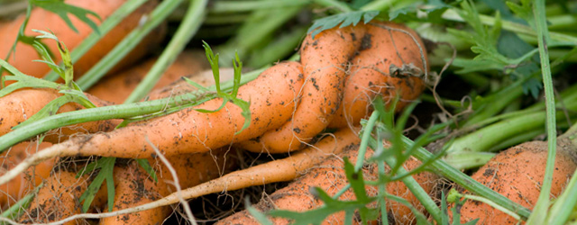 Common Carrot Pests & Diseases