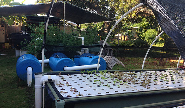 Shade cloth & reflective mulch over hydroponic set-up