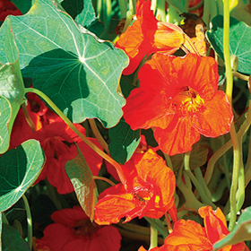 How to Grow Nasturtium