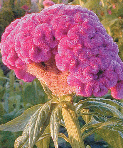 This fuzzy, neon-pink celosia bloom is of the cristata group, also known as cockscomb.