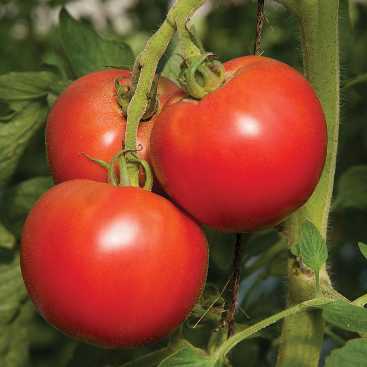 Three red greenhouse tomatoes