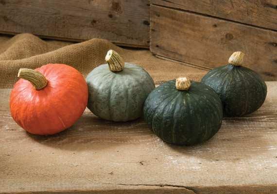 Kabocha Squash Varieties