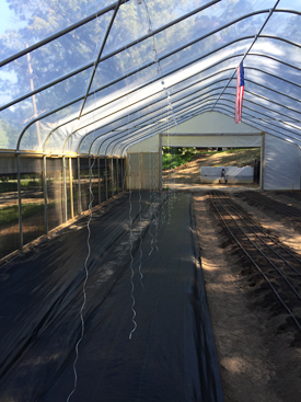 Raised beds in Jeff Scott's high tunnel, Vino, Alabama.