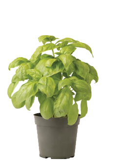 Container-grown Dolly Basil Plant