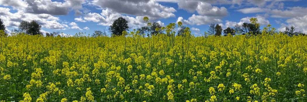 Growing Information • Farm Seed & Cover Crops