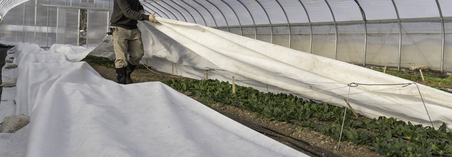 uncovering crops with row cover inside
