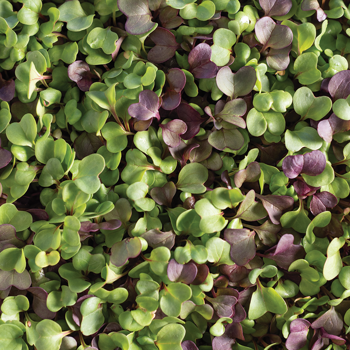 microgreen mix
