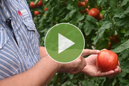 Video about 'Hot Streak' hyloom tomato variety