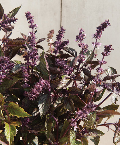 Bouquet of basil flowers, useful as a fragrant filler or spike element in floral arrangements.