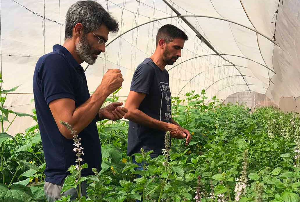 Dr Arnon Brand of Genesis Seeds and Dr Yariv Ben-Naim of Bar-Ilan University evaluate a crop of Prospera basil in flower