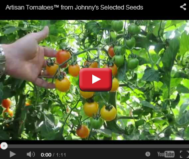 Artisan Tomatoes Artisan Tomatoes