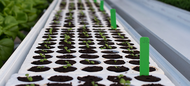 Mo concentrations in cress growing in hydroponic solutions with