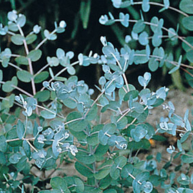 How to Grow Eucalyptus