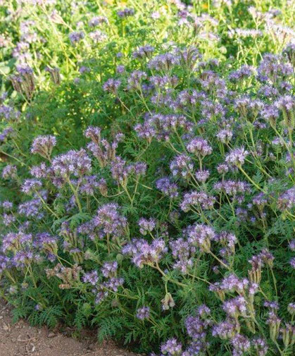 A stand of blossoming phacelia at Johnny's Research Farm.