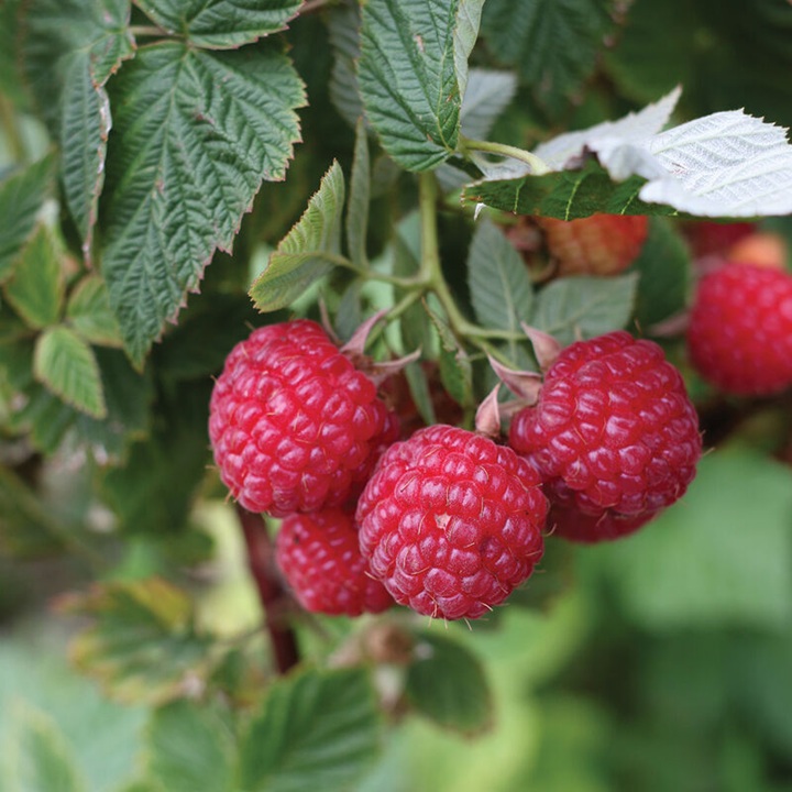 Nova Raspberry Plants
