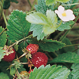 Alexandria Alpine Strawberry Seed