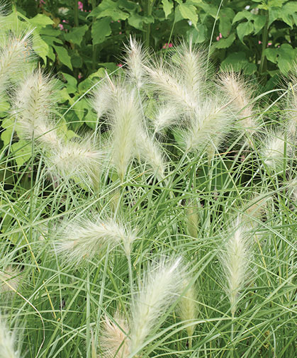 Feathertop grass, with its white bottlebrush plumes and trailing clumps of narrow green foliage.