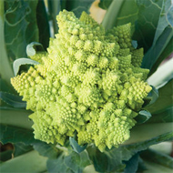 Veronica Organic Cauliflower