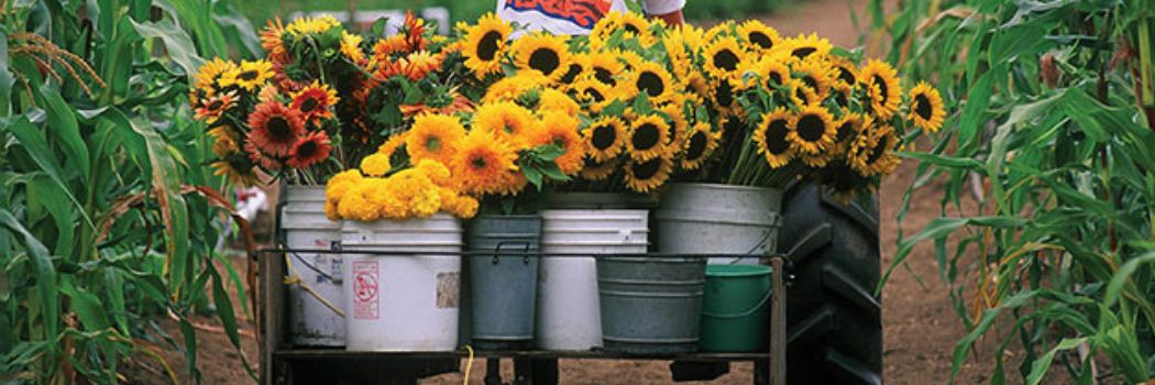 Johnny's Sunflower Succession-Planting Programs