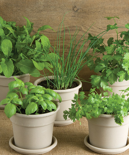 A collection of healthy herb plants, convenient and easy to grow from Johnny's Herb Disks.