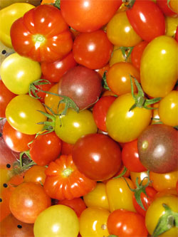 Colorful mix of cherry tomatoes and other specialty types