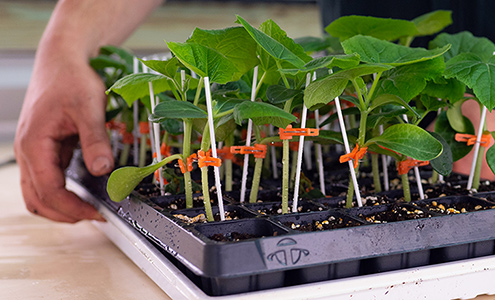 Fundamentals of Cucumber Grafting Webinar