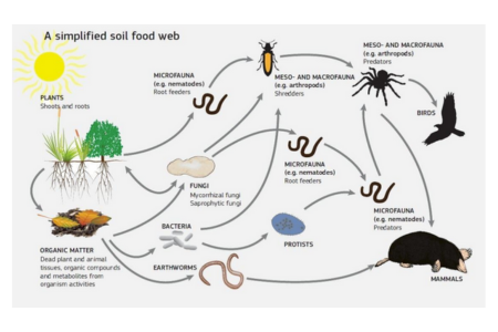 soil food web