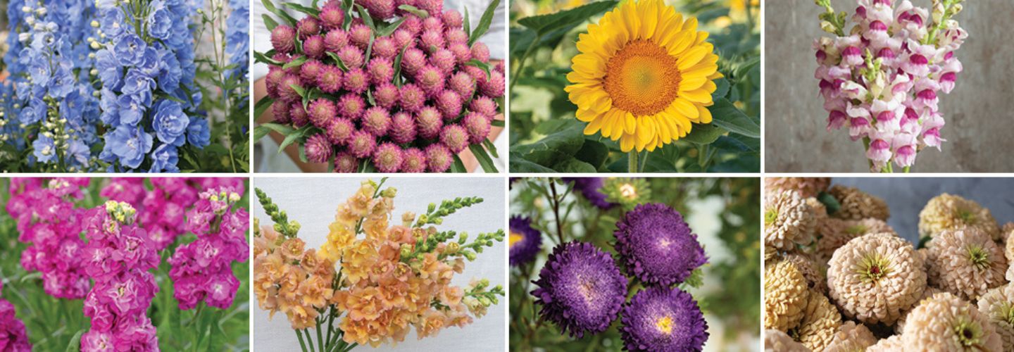 A mosaic of flower photos