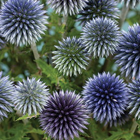 How to Grow Echinops