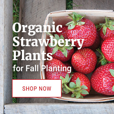 Fall Planted Strawberries