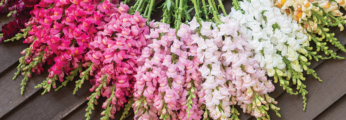 a rainbow of colorful flowers