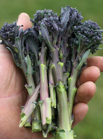 Santee produces abundant bicolor burgundy-green spears that are delicious raw or cooked