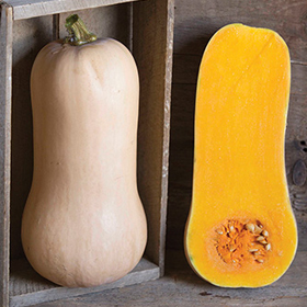 How to Grow Butternut Winter Sqush