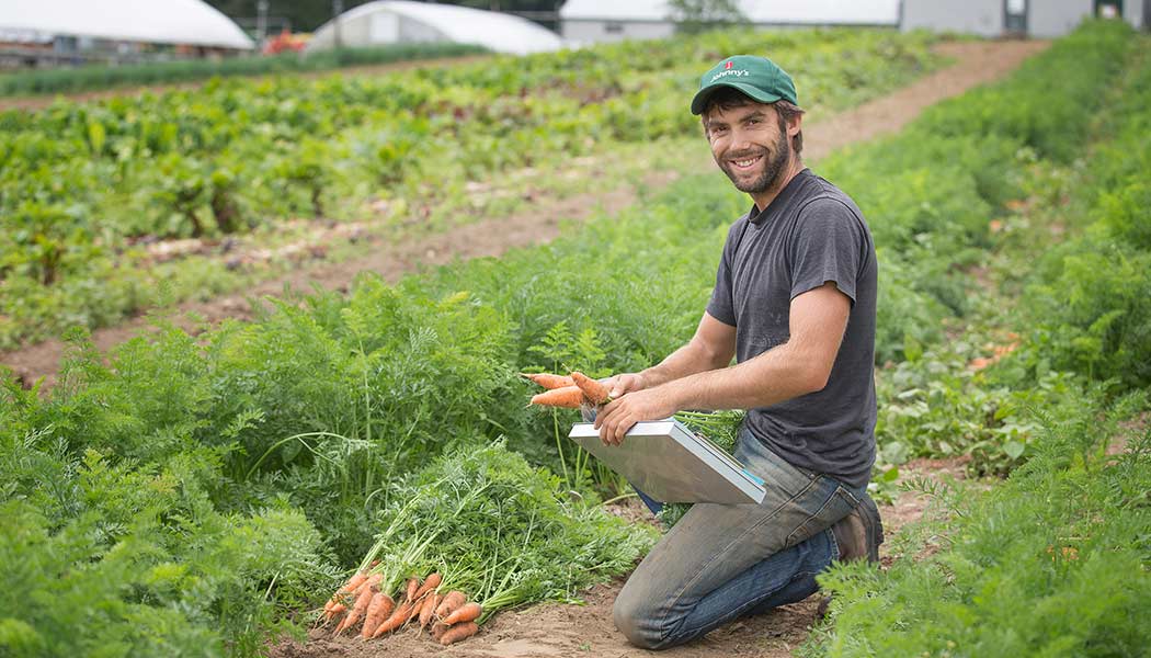 How to Grow Carrots - Four Keys