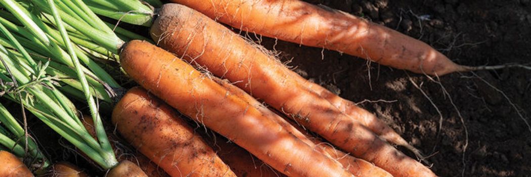 How to Grow Carrots - Four Keys