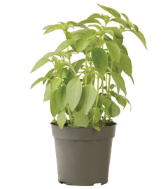 Container-grown Lime Basil Plant